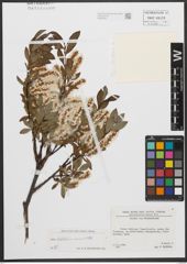 Foto von Salix waldsteiniana Willd.